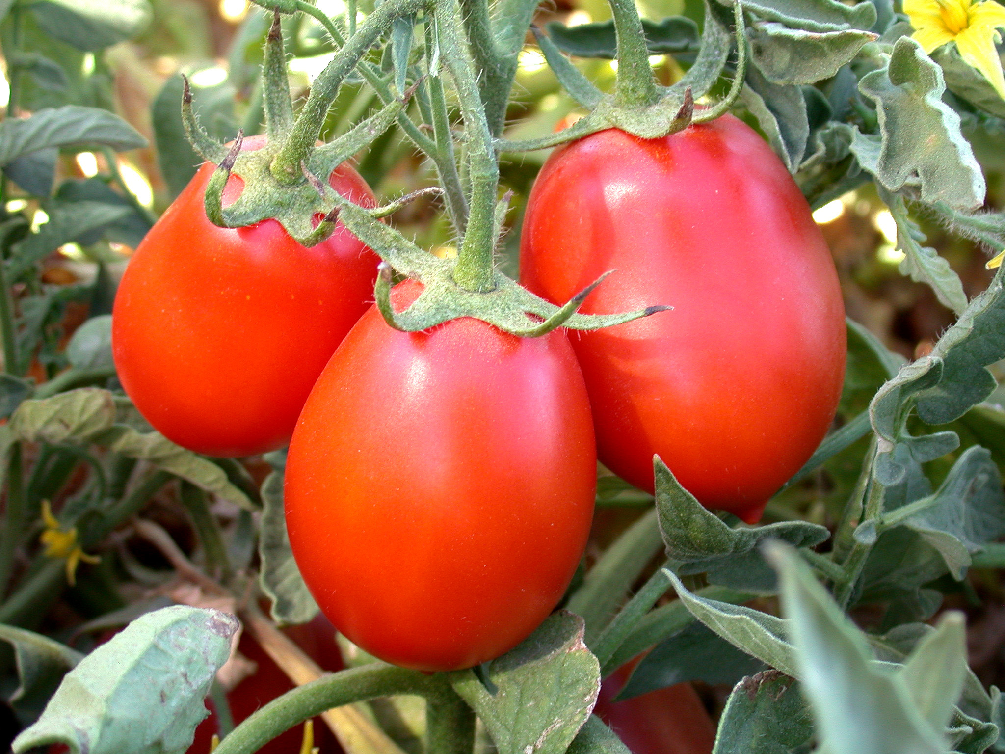 Muir glen tomatoes on a vine